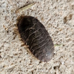 Laxta granicollis (Common bark or trilobite cockroach) at Kambah, ACT - 17 Dec 2023 by MatthewFrawley
