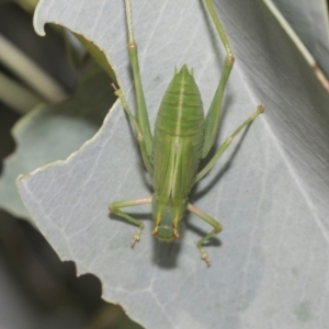 Caedicia simplex at Fraser, ACT - 14 Feb 2023