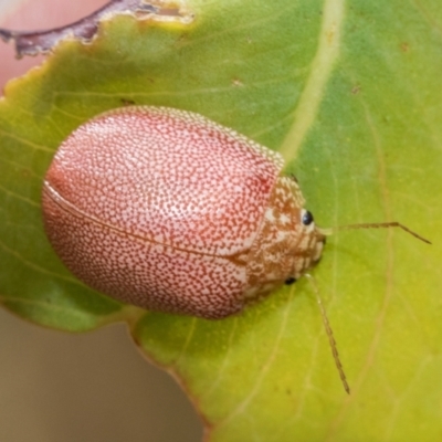 Paropsis atomaria (Eucalyptus leaf beetle) at Fraser, ACT - 14 Feb 2023 by AlisonMilton