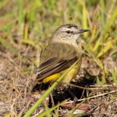 Acanthiza chrysorrhoa (Yellow-rumped Thornbill) at Watson, ACT - 15 Dec 2023 by brettguy80