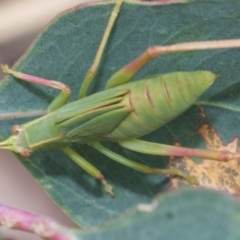 Caedicia simplex (Common Garden Katydid) at Kuringa Woodlands - 14 Feb 2023 by AlisonMilton