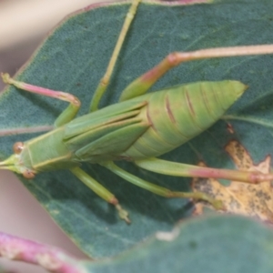 Caedicia simplex at Kuringa Woodland (CPP) - 14 Feb 2023