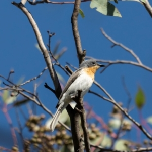 Myiagra rubecula at Bluetts Block (402, 403, 12, 11) - 15 Dec 2023