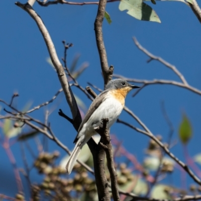 Myiagra rubecula (Leaden Flycatcher) at Stromlo, ACT - 14 Dec 2023 by brettguy80