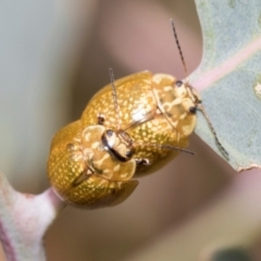 Paropsisterna cloelia (Eucalyptus variegated beetle) at Kuringa Woodlands - 14 Feb 2023 by AlisonMilton