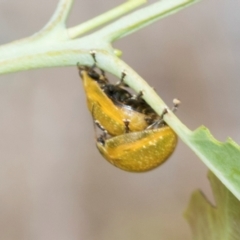 Paropsisterna cloelia at Kuringa Woodlands - 14 Feb 2023