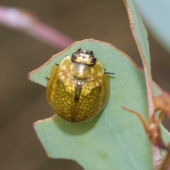 Paropsisterna cloelia at Kuringa Woodlands - 14 Feb 2023