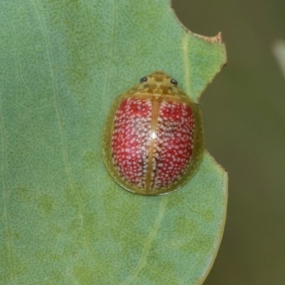Paropsisterna decolorata (A Eucalyptus leaf beetle) at Kuringa Woodlands - 14 Feb 2023 by AlisonMilton