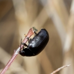 Paropsisterna sp. (genus) (A leaf beetle) at Kuringa Woodlands - 14 Feb 2023 by AlisonMilton