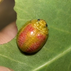 Paropsisterna fastidiosa (Eucalyptus leaf beetle) at Kuringa Woodlands - 14 Feb 2023 by AlisonMilton