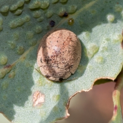 Trachymela sp. (genus) (Brown button beetle) at Kuringa Woodlands - 14 Feb 2023 by AlisonMilton