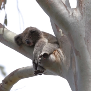 Phascolarctos cinereus at Ormiston, QLD - 17 Dec 2023