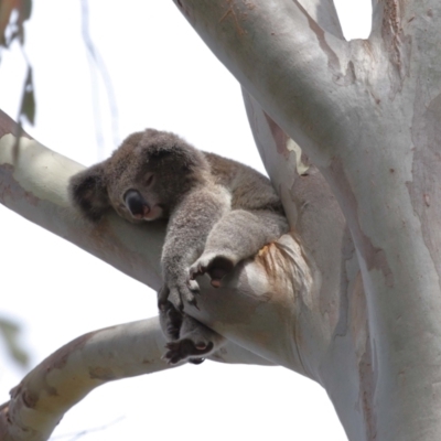 Phascolarctos cinereus (Koala) at Ormiston, QLD - 17 Dec 2023 by TimL