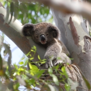 Phascolarctos cinereus at Ormiston, QLD - 17 Dec 2023