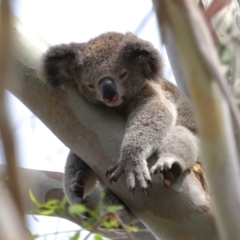 Phascolarctos cinereus at Ormiston, QLD - 17 Dec 2023