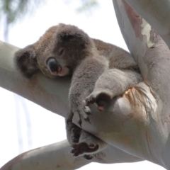 Phascolarctos cinereus at Ormiston, QLD - 17 Dec 2023