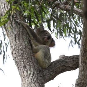 Phascolarctos cinereus at Ormiston, QLD - 17 Dec 2023