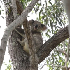 Phascolarctos cinereus at Ormiston, QLD - 17 Dec 2023