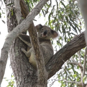 Phascolarctos cinereus at Ormiston, QLD - 17 Dec 2023 09:15 AM