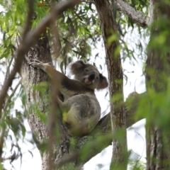 Phascolarctos cinereus at Ormiston, QLD - 17 Dec 2023