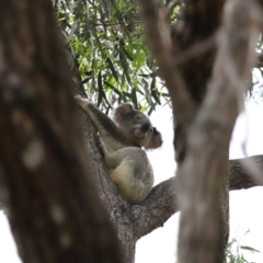 Phascolarctos cinereus at Ormiston, QLD - 17 Dec 2023