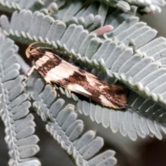 Macrobathra desmotoma ( A Cosmet moth) at Fraser, ACT - 14 Feb 2023 by AlisonMilton
