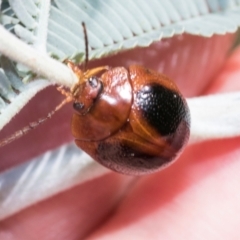 Dicranosterna immaculata (Acacia leaf beetle) at Fraser, ACT - 14 Feb 2023 by AlisonMilton