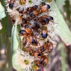 Phyllotocus macleayi (Nectar scarab) at Denman Prospect, ACT - 17 Dec 2023 by JMH