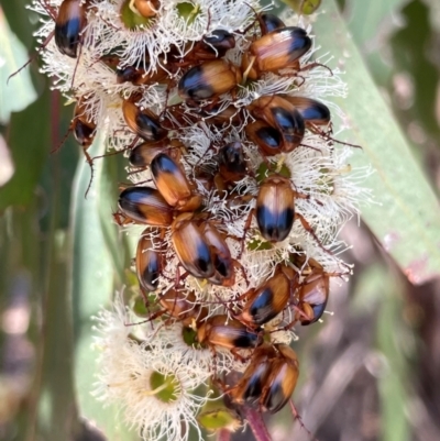 Phyllotocus macleayi (Nectar scarab) at Bluetts Block Area - 17 Dec 2023 by JMH