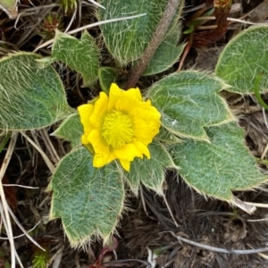 Ranunculus acrophilus at Kosciuszko National Park - 13 Dec 2023