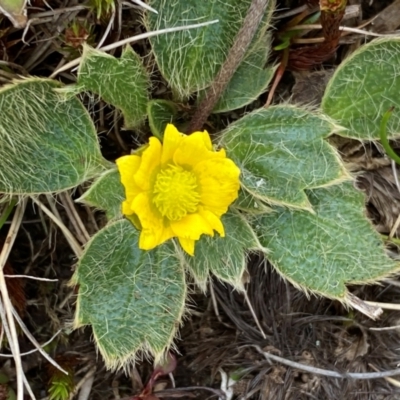 Ranunculus acrophilus (Feldmark Buttercup) at Munyang, NSW - 13 Dec 2023 by SteveBorkowskis