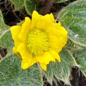 Ranunculus acrophilus at Kosciuszko National Park - 13 Dec 2023