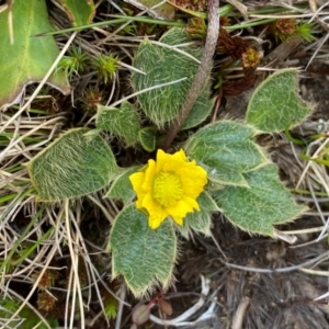 Ranunculus acrophilus at Kosciuszko National Park - 13 Dec 2023