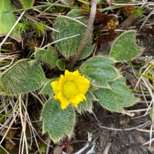 Ranunculus acrophilus at Kosciuszko National Park - 13 Dec 2023