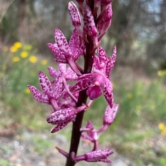 Dipodium punctatum (Blotched Hyacinth Orchid) at Mount Taylor - 6 Dec 2023 by JMH