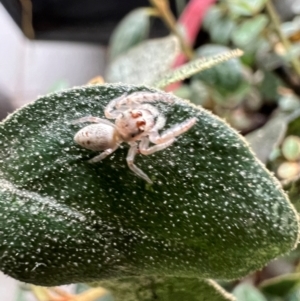 Opisthoncus grassator at Reid, ACT - 24 Nov 2023