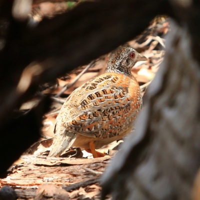 Turnix varius (Painted Buttonquail) at Forde, ACT - 17 Dec 2023 by NathanaelC
