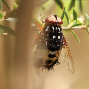 Formosia (Euamphibolia) speciosa at Mulligans Flat - 17 Dec 2023 11:20 AM