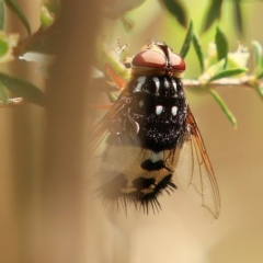 Formosia (Euamphibolia) speciosa (Bristle fly) at Mulligans Flat - 17 Dec 2023 by NathanaelC