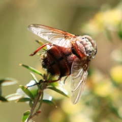 Rutilia (Donovanius) sp. (genus & subgenus) (A Bristle Fly) at Mulligans Flat - 17 Dec 2023 by NathanaelC