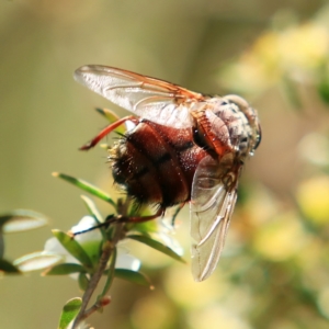 Rutilia (Donovanius) sp. (genus & subgenus) at Mulligans Flat - 17 Dec 2023