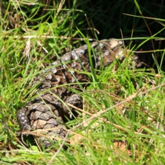 Tiliqua rugosa (Shingleback Lizard) at Mulligans Flat - 17 Dec 2023 by NathanaelC