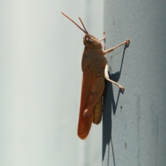 Goniaea australasiae (Gumleaf grasshopper) at Mulligans Flat - 17 Dec 2023 by NathanaelC