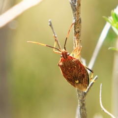 Poecilometis sp. (genus) (A Gum Tree Shield Bug) at Forde, ACT - 17 Dec 2023 by NathanaelC