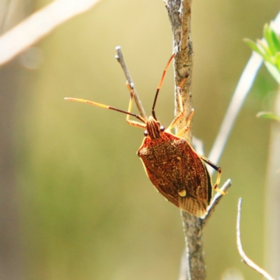 Poecilometis sp. (genus) (A Gum Tree Shield Bug) at Forde, ACT - 17 Dec 2023 by NathanaelC