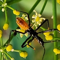 Reduviidae (family) (An assassin bug) at Nambucca Heads, NSW - 17 Dec 2023 by trevorpreston