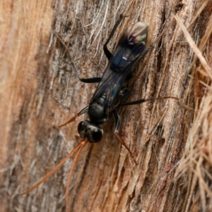 Fabriogenia sp. (genus) at Downer, ACT - 17 Dec 2023 05:10 PM