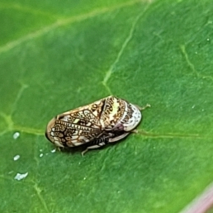 Neovulturnus (genus) at Nambucca Heads, NSW - 17 Dec 2023 05:13 PM