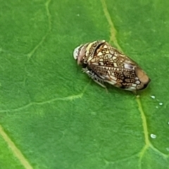 Neovulturnus (genus) at Nambucca Heads, NSW - 17 Dec 2023 05:13 PM