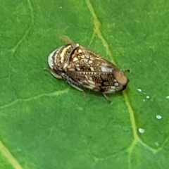 Neovulturnus (genus) at Nambucca Heads, NSW - 17 Dec 2023 05:13 PM